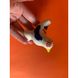 Свистунець «Курочка», з синіми крилами, 8 см 15605-lovyleva фото 6