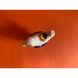 Свистунець «Курочка», з синіми крилами, 8 см 15605-lovyleva фото 3