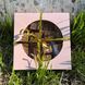 Natural candies Date inspiration Sesame Z Liuboviu.. 18901-z-liuboviu photo 8